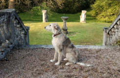 The Hound of the Baskervilles - Played by Meg (who looks harmless in daylight!),