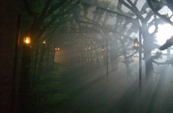 View through the eerie Lime Walk